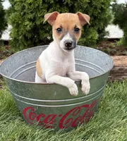 Stella, a female Jack Russell Terrier and Rat Terrier for sale in Middlebury, IN – 2 of 4