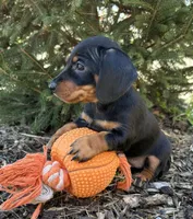 Vay , a female Dachshund for sale in Middlebury, IN – Photo 3 of 4