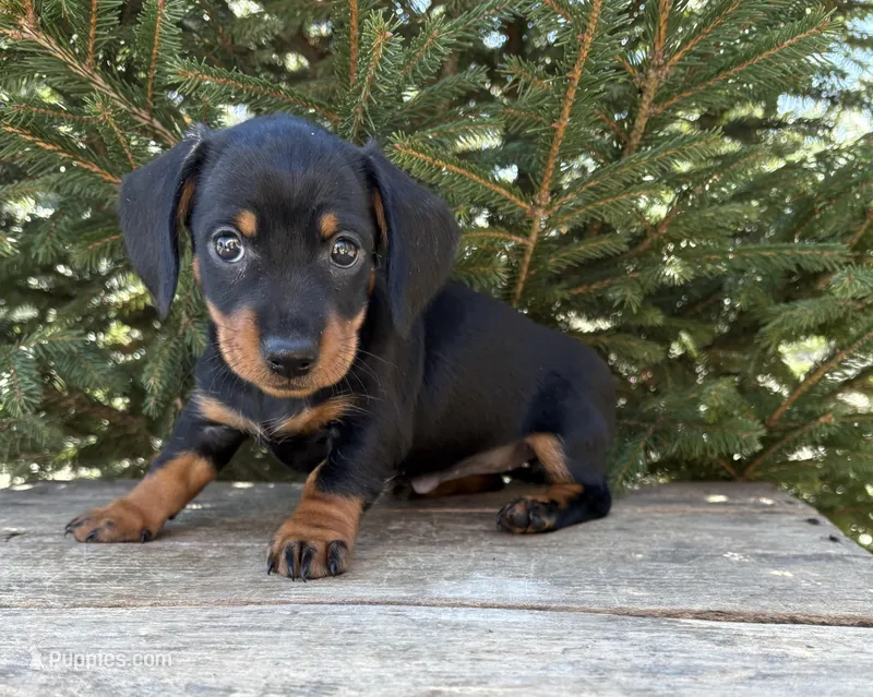 Vay  – Dachshund puppy for sale in Middlebury, IN