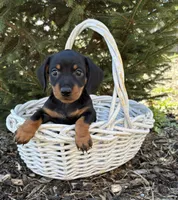 Vay , a female Dachshund for sale in Middlebury, IN – Photo 2 of 4
