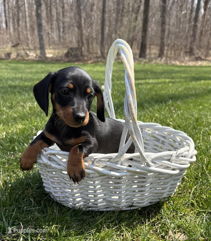 Vay  – Dachshund puppy for sale in Middlebury, IN