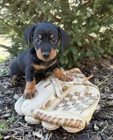 Vay , a female Dachshund for sale in Middlebury, IN – Photo 4 of 4