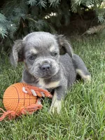 Diesel, a male French Bulldog for sale in Middlebury, IN – 2 of 4