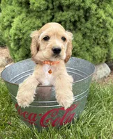 Jimmy , a male Cocker Spaniel for sale in Middlebury, IN – 3 of 5