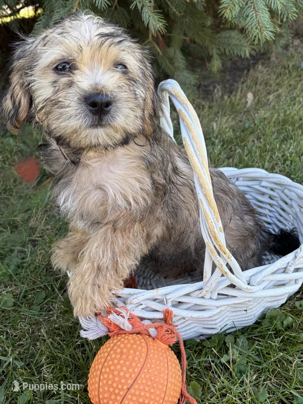 Luca – Shorkie puppy for sale in Middlebury, IN