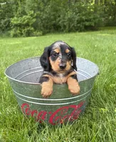 Remington, a male Dachshund for sale in Middlebury, IN – 5 of 5