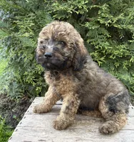 Dolly, a female Whoodle for sale in Middlebury, IN – 3 of 4