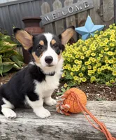 Nora, a female Pembroke Welsh Corgi for sale in Middlebury, IN – 2 of 4