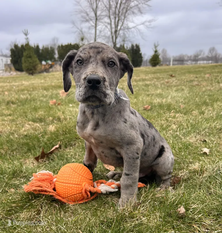 Rocco – Great Dane puppy for sale in Middlebury, IN
