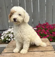 Cooper, a male Miniature Goldendoodle for sale in Middlebury, IN – 3 of 4