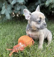 Dahlia, a female French Bulldog for sale in Middlebury, IN – 3 of 4