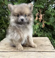 Zeke, a male Pomeranian for sale in Middlebury, IN – 4 of 4