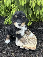 Benji, a male Bernedoodle for sale in Middlebury, IN – Photo 2 of 4