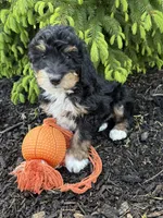 Benji, a male Bernedoodle for sale in Middlebury, IN – Photo 4 of 4