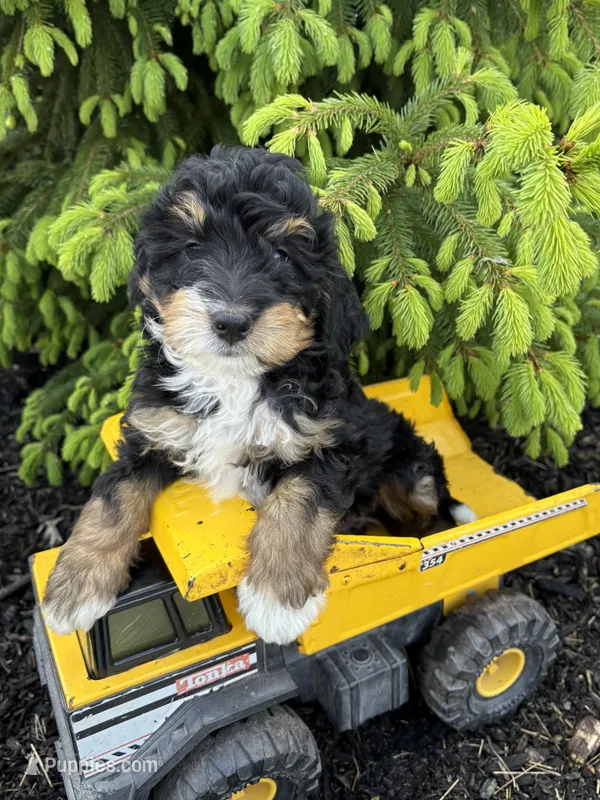 Benji – Bernedoodle puppy for sale in Middlebury, IN