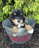 Benji, a male Bernedoodle for sale in Middlebury, IN – Photo 3 of 4