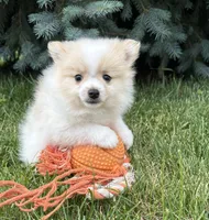 Kai, a male Pomeranian for sale in Middlebury, IN – 3 of 5