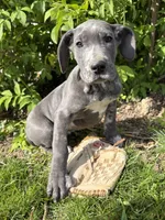 Tess, a female Great Dane for sale in Middlebury, IN – 5 of 5