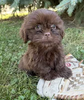 Luke, a male Shih Tzu for sale in Middlebury, IN – 1 of 4