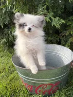 Olaf, a male Pomeranian for sale in Middlebury, IN – 4 of 4