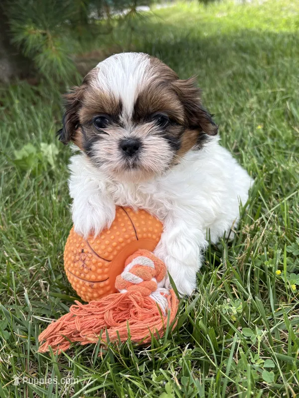 Tyler  – Shih Tzu puppy for sale in Middlebury, IN