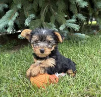 Joey , a female Yorkshire Terrier for sale in Middlebury, IN – 3 of 4