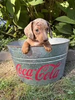 Fizzle, a male Dachshund for sale in Middlebury, IN – 5 of 5