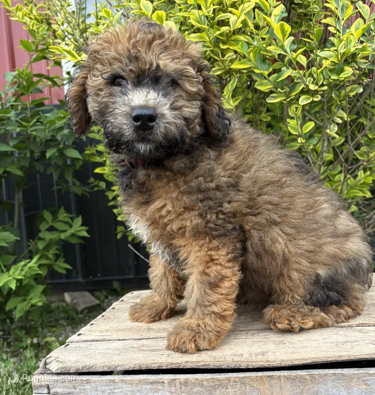 Daisy – Whoodle puppy for sale in Middlebury, IN