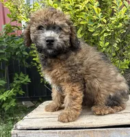 Daisy, a female Whoodle for sale in Middlebury, IN – 1 of 5