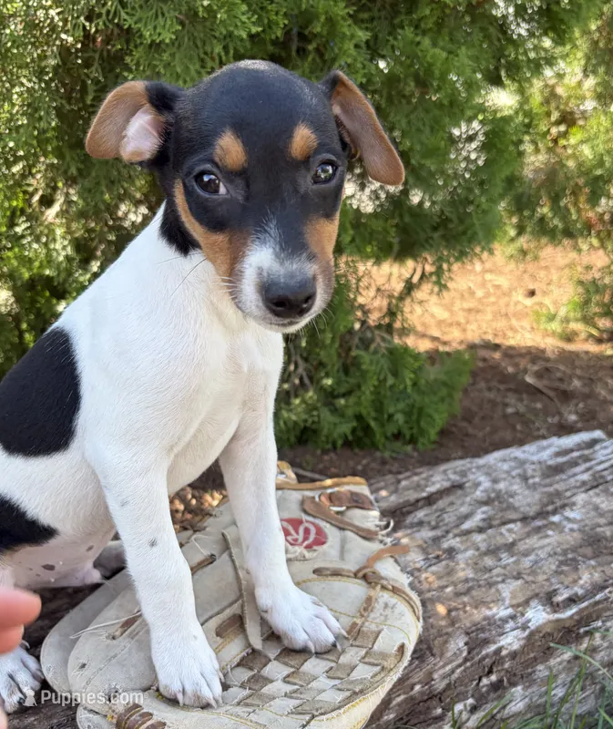 Scout – Jack Russell Terrier, Rat Terrier puppy for sale in Middlebury, IN