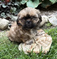Casi, a female Shih Tzu for sale in Middlebury, IN – 5 of 5