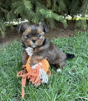 Murphu, a male Shorkie for sale in Middlebury, IN – Photo 4 of 4