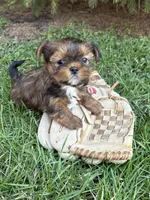 Murphu, a male Shorkie for sale in Middlebury, IN – Photo 3 of 4