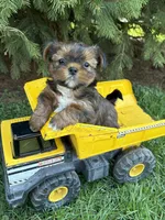Murphu, a male Shorkie for sale in Middlebury, IN – Photo 2 of 4
