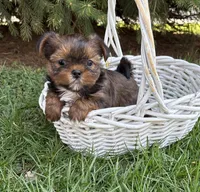 Murphu, a male Shorkie for sale in Middlebury, IN – Photo 1 of 4