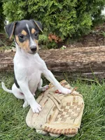 Samson, a male Jack Russell Terrier and Rat Terrier for sale in Middlebury, IN – 3 of 4