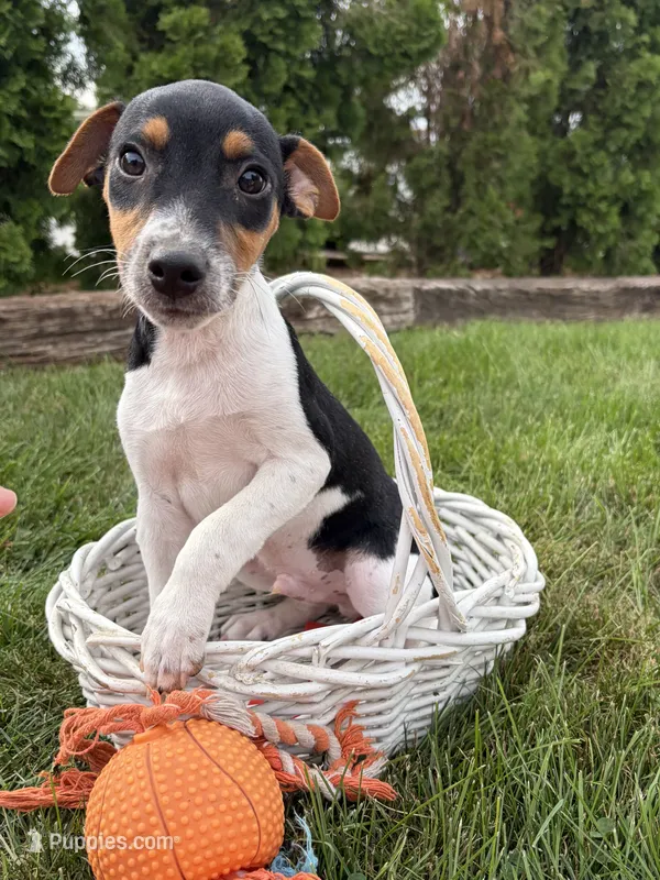 Stetson  – Jack Russell Terrier, Rat Terrier puppy for sale in Middlebury, IN
