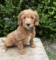 Athena, a female Miniature Goldendoodle for sale in Middlebury, IN – 2 of 4
