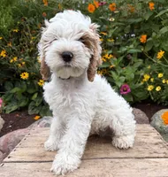 Jenson, a male Cockapoo for sale in Middlebury, IN – 5 of 5