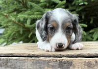 Ozzie, a male Dachshund for sale in Middlebury, IN – 3 of 4