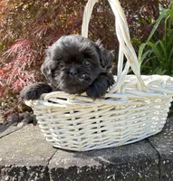 Lilah, a female Shih Tzu for sale in Middlebury, IN – 2 of 4