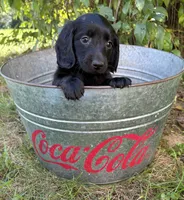 Tessa, a female Dachshund for sale in Middlebury, IN – 2 of 6