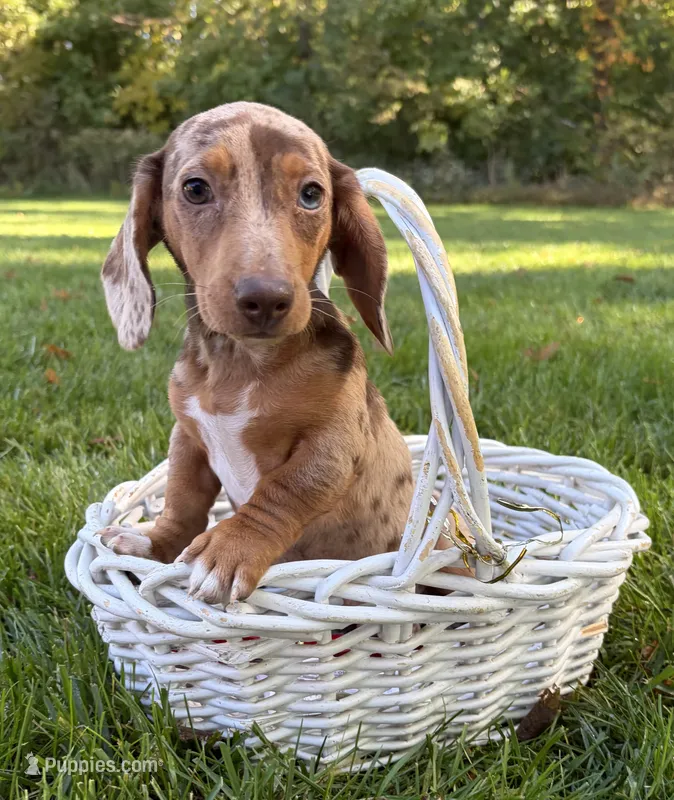 Finn – Dachshund puppy for sale in Middlebury, IN