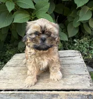 Carrli, a female Shih Tzu for sale in Middlebury, IN – 3 of 5