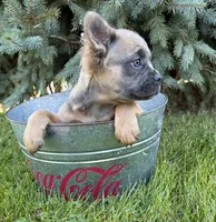 Dakota fluffy, a female French Bulldog for sale in Middlebury, IN – 3 of 4