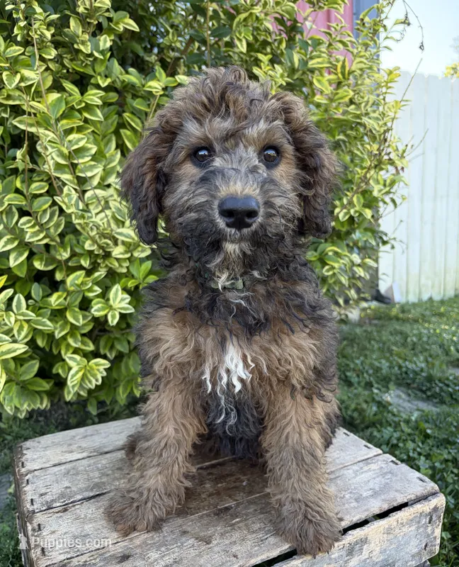 Hazel – Whoodle puppy for sale in Middlebury, IN