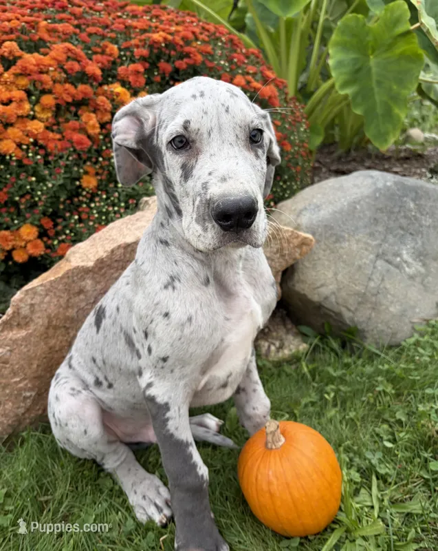 Emmett – Great Dane puppy for sale in Middlebury, IN