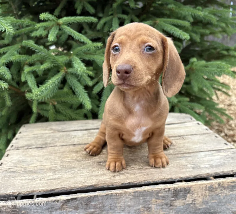 Raine – Dachshund puppy for sale in Middlebury, IN
