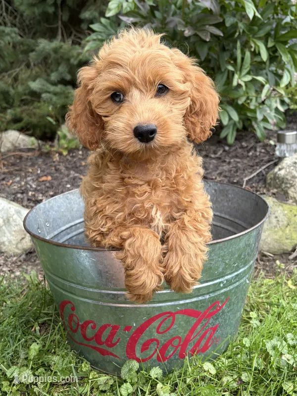 Jewel – Cockapoo puppy for sale in Middlebury, IN