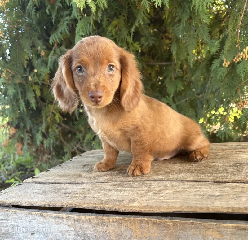 Bowie – Miniature Dachshund puppy for sale in Middlebury, IN